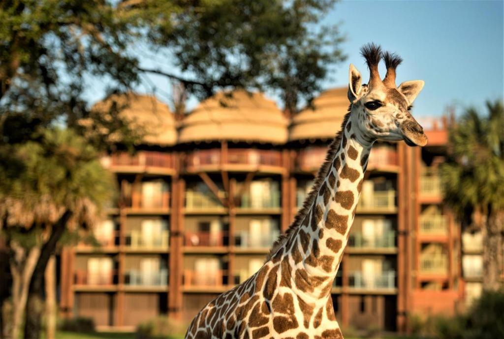 Disney'S Animal Kingdom Lodge Four Corners Eksteriør bilde
